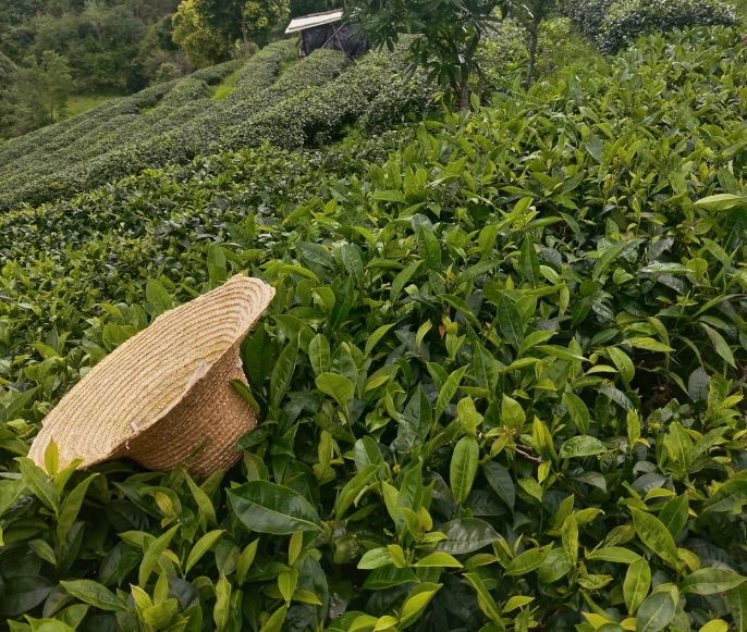 私享茶山靜旅｜專屬定制，帶你品味雲南的精緻慢時光