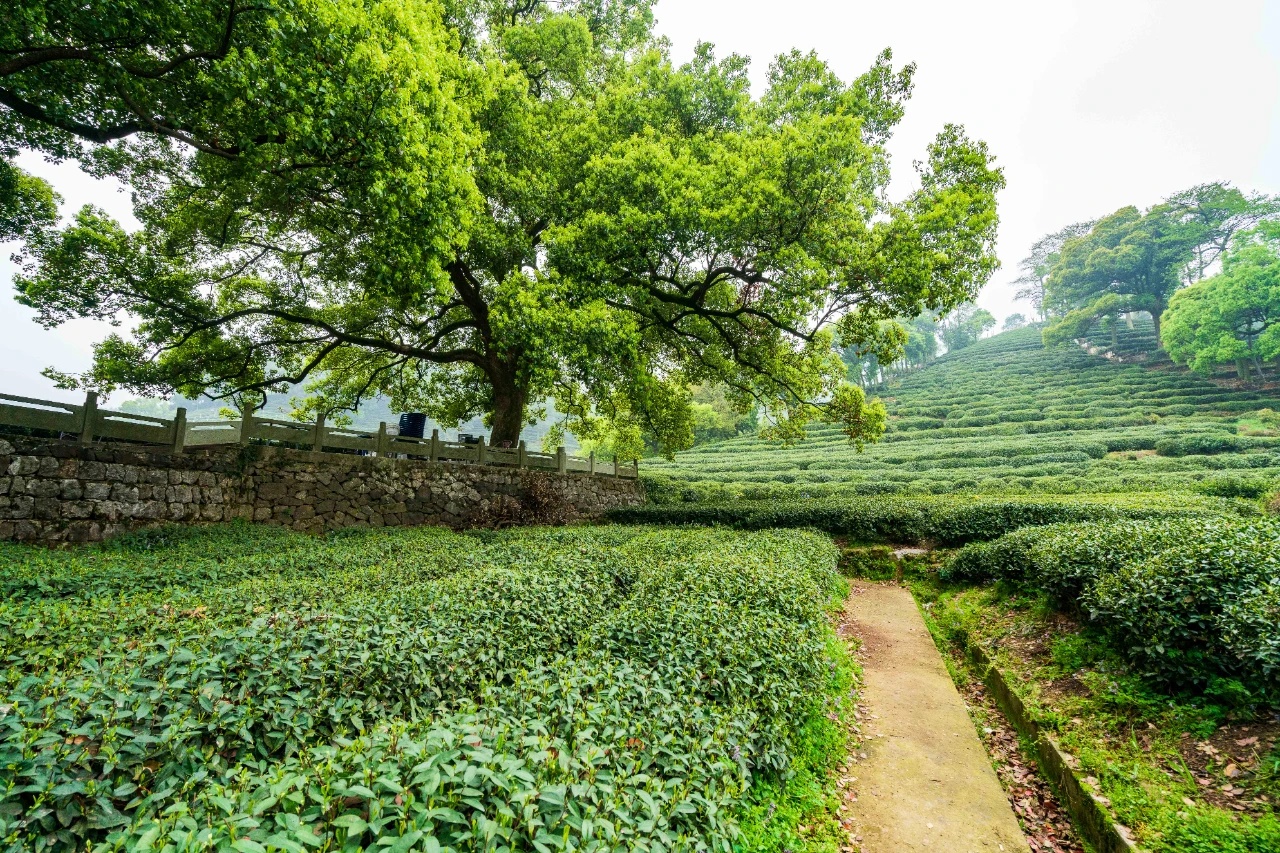 云南倚邦茶山.jpg