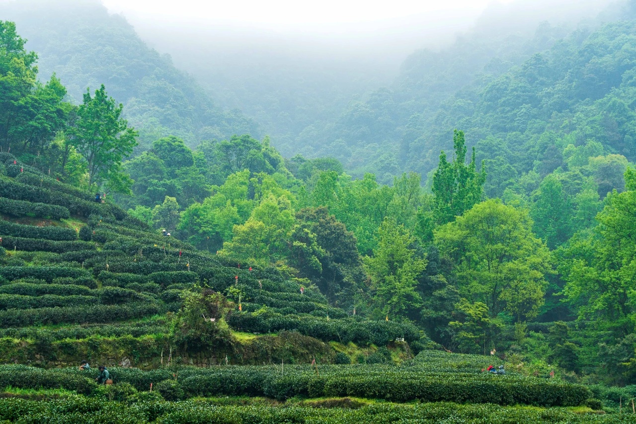 云南蛮砖茶山.jpg