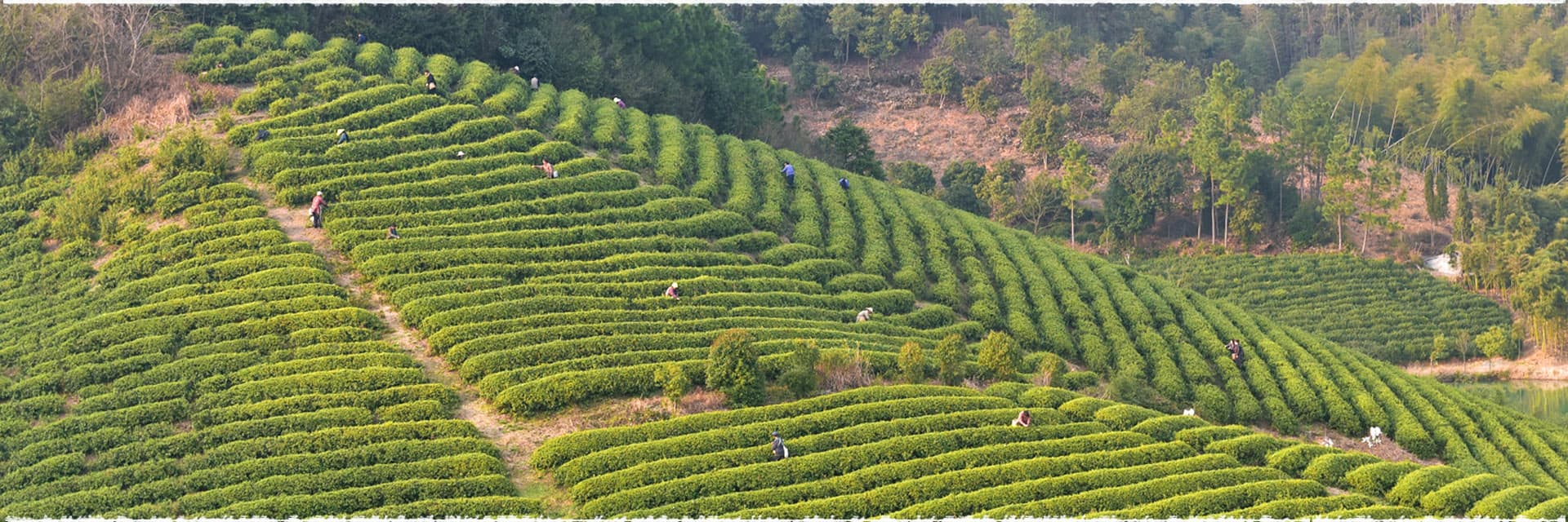 茶山长图.jpg