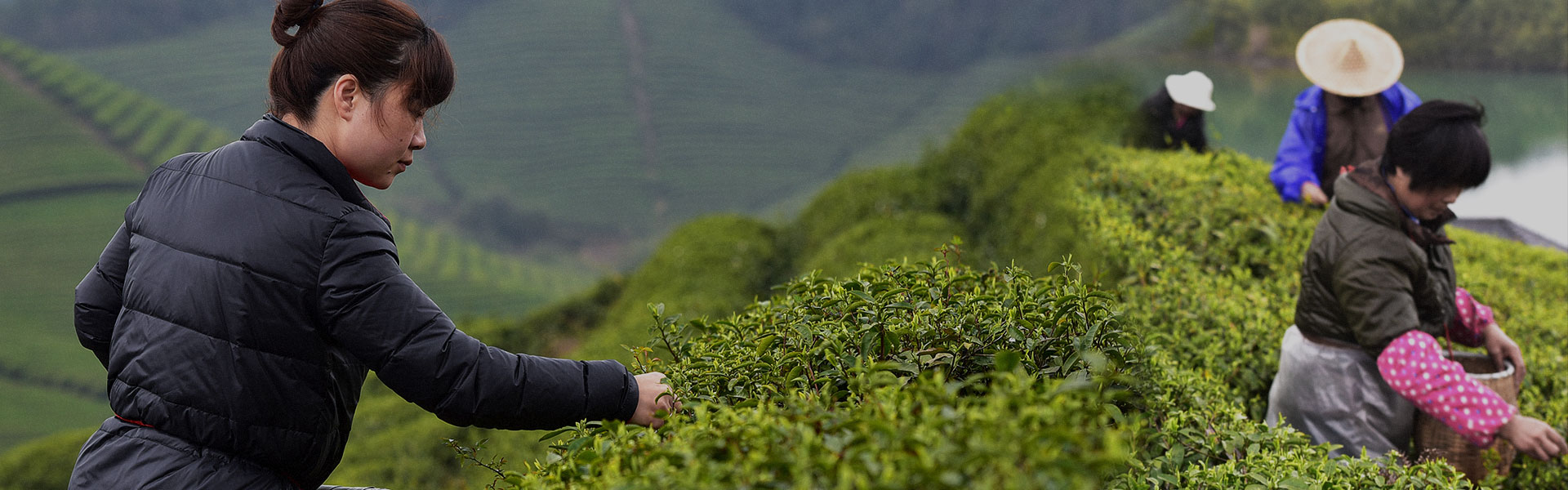 tea_garden_3.jpg